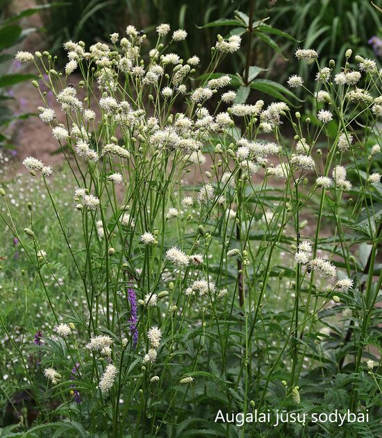Kraujalakė (Sanguisorba species ex. Japan)